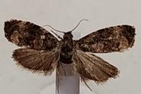 Endothenia