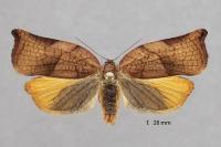 Archips podana