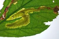 Coptotriche marginea
