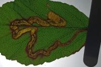 Stigmella aurella