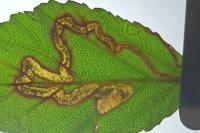 Stigmella aurella