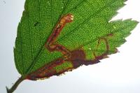 Stigmella aurella