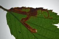 Stigmella aurella