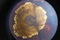 Tischeria dodonaea