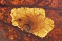 Tischeria dodonaea