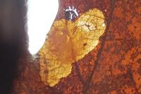 Tischeria ekebladella