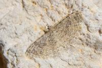 Alucita hexadactyla/bidentata