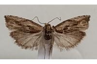 Eucosma cana