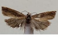 Eucosma obumbratana