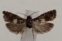 Epiblema graphana