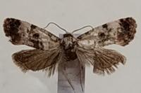 Neocochylis hybridella