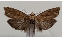 Eucosma