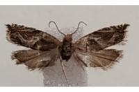 Ancylis comptana