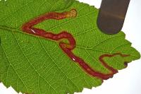Stigmella aurella
