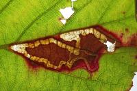 Stigmella aurella