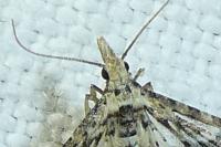 Alucita zonodactyla