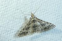 Alucita zonodactyla