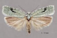 Acleris literana