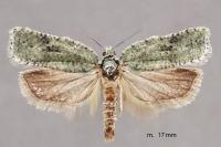 Acleris literana