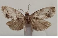 Notocelia roborana