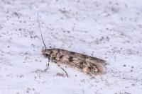 Bryotropha