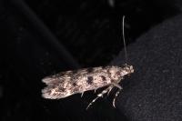 Bryotropha