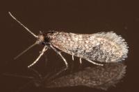 Bankesia desplatsella