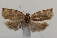 Archips xylosteana
