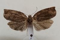 Archips crataegana