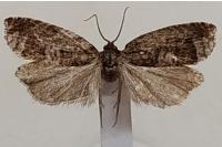 Ancylis achatana