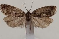 Zeiraphera isertana
