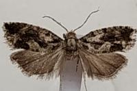 Zeiraphera isertana