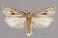 Ditula joannisiana