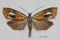 Olethreutes arcuella