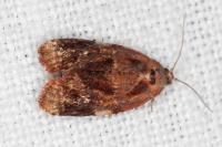 Ditula angustiorana