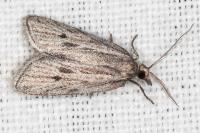 Ditula joannisiana