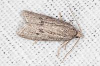 Ditula joannisiana