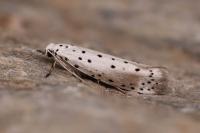 Yponomeuta padella