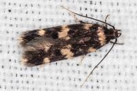 Oegoconia quadripuncta