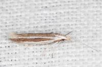 Coleophora bilineella