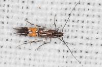Cosmopterix