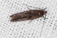 Telphusa cistiflorella