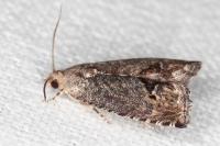 Cydia splendana