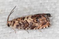 Pammene gallicolana