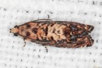 Pammene gallicolana