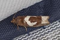 Epiblema foenella