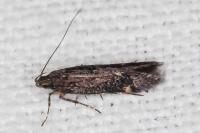 Oxypteryx atrella