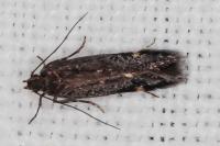 Oxypteryx atrella