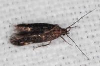Oxypteryx atrella