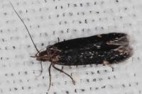 Oxypteryx atrella